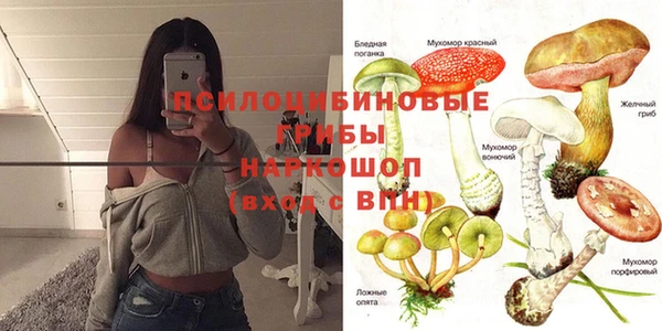 прущие грибы Баксан
